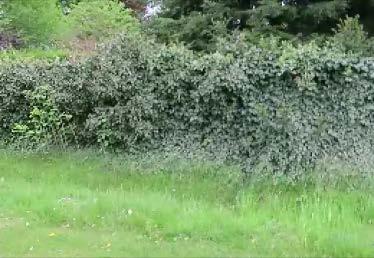 bomen. Het hout van deze boom is veel zachter en dus makkelijker te bewerken. Het is hun natuurlijke nestplaats. Stop E - Wat verzamelt een honingbij allemaal?