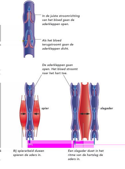 Het hart pompt het zuurstofrijke bloed door de slagaders. De slagers vervoeren het bloed door het lichaam.