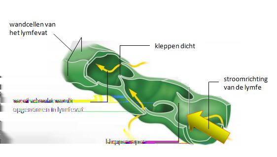 Lymfe weefsel De lymfevaten lijken veel op bloedvaten. Als weefselvloeistof zich in het lymfevatenstelsel bevindt, noemen we deze weefselvloeistof lymfe. Lymfe bevat o.a. zuurstof, voedingsstoffen, koolstofdioxide en andere afvalstoffen.