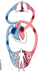 Bloed Het zuurstofrijke bloed stroomt via de aders uit de longen naar het hart. Het hart pompt dit bloed via slagaders naar de organen. Daar komt de bloed terecht in de dunne bloedvaten, haarvaten.