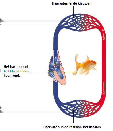 Tijdens het transport van het bloed door het lichaam blijft het grootste deel van het bloed binnen de bloedvaten.