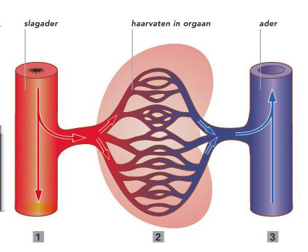 2. De Bloedvaten Het bloedvatstelsel bestaat uit meerdere soorten bloedvaten:? slagaders? haarvaten? aders Slagaders vervoeren zuurstofrijk bloed van het hart naar alle delen van het lichaam.