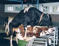 De stier Om melk te geven, moet een koe eerst een kalfje krijgen. En dus moet de koe eerst worden bevrucht. Vroeger hadden boeren zelf een stier.