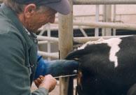 De melkveehouder kijkt in een folder en Grote versierder zoekt een stier uit die het beste bij zijn eigen koeien past. Het sperma zit in een rietje en wordt in de koe gebracht.