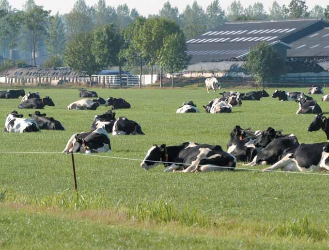 Verreweg de meeste boeren hebben een stal waarin de koeien los rondlopen.