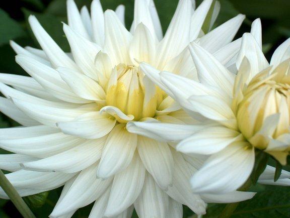 Picking flowers. The flowers are used for these cars are dahlias.