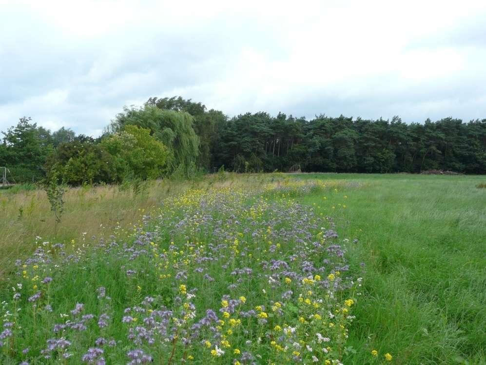 a. tübingermengsel samenstelling: boekweit, borage, dille, ganzebloem, kaasjeskruid, klaproos, korenbloem, mosterd, phacelia,