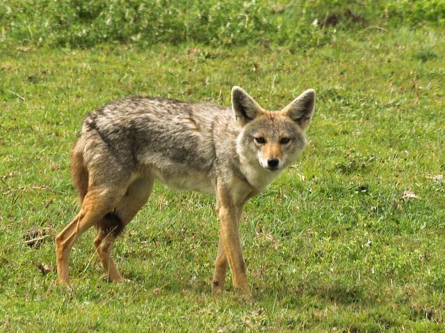 3 Vraag 4: Skryf telkens die woord in hakies in die korrekte trappe