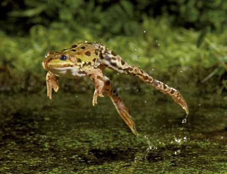 de amfibieën en reptielen van nederland cd 19, Bastaardkikker Rana klepton esculenta De bastaardkikker is een groene kikker die genetisch materiaal bevat van zowel meerkikker als poelkikker.