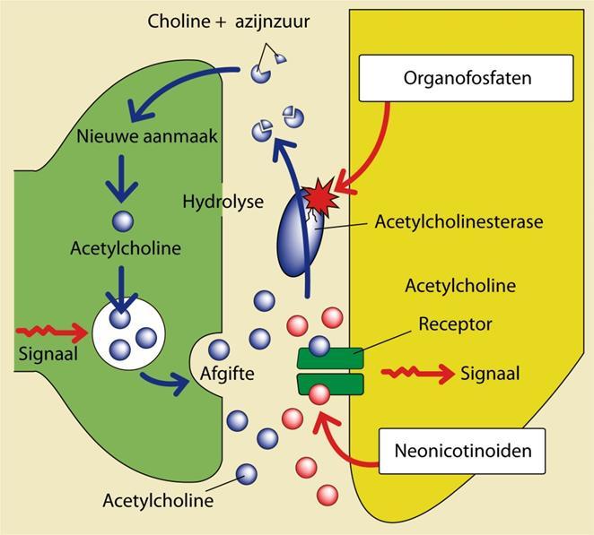 Imidacloprid blokkeert onomkeerbaar de nicotinerge neurotransmissie door acetylcholine producerende zenuwcellen bij insecten De prikkeloverdracht vind plaats door afgifte van acetylcholine dat zich
