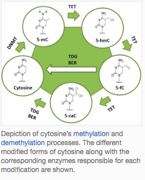 Cytosine methyleringscyclus Methylering van Cytosine door DNA MethylTransferase (DNMT) Drie