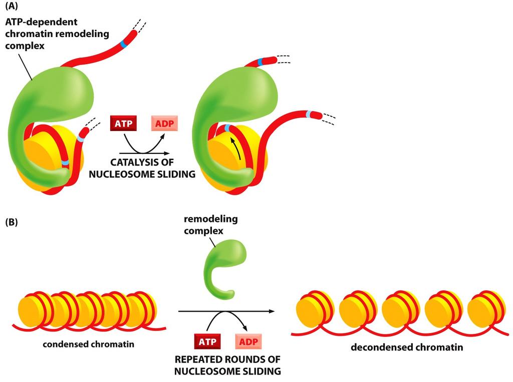 Nucleosoom sliding Faciliteert