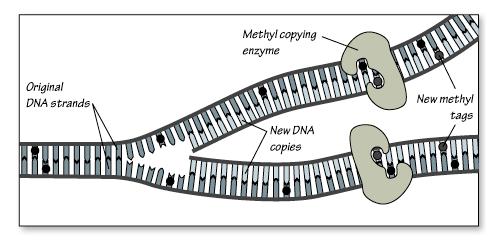 Epigenetica en
