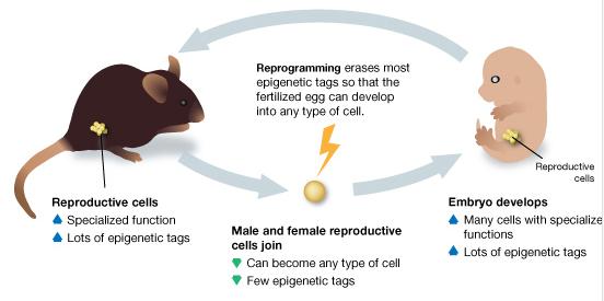 Epigenetische Resetting Bij ongeveer 1% van de genen worden de