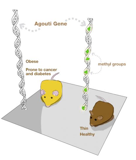 Epigenoom en Voeding Agouti muizen hebben een epigenetische mutatie waardoor het agouti gen niet wordt gemethyleerd Zwangere agouti muizen op een