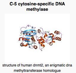 DNMT s DNA methyl transferase (1,2,3) Werkzaak als maintenance en/of de novo methylase S-adenosylmethionine fungeert als co-factor