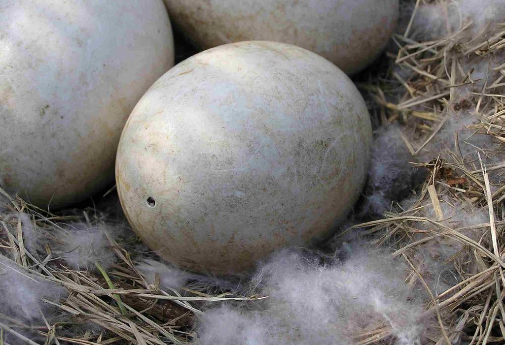 Beheer van zomerganzen in de Provincie Utrecht Links een geprikt ei en rechts een nest wat vertrapt wordt (Foto s: Laura Hondshorst). (Voslamber et al. 2004).