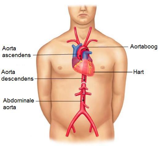 PH-SENSOREN De PH-sensoren liggen in de wand van de aortaboog en de halsslagaders Reageren op de PH waarde van het bloed Verzuring van het