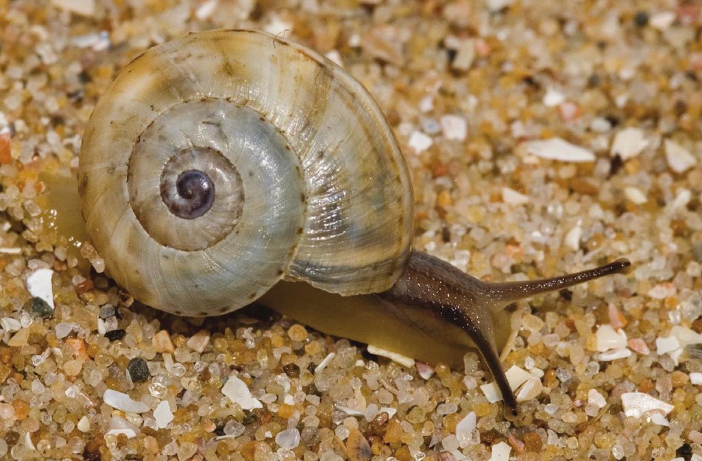 Figuur 2-7. Vertegenwoordigers van de landslakkenfauna van de Zeeuwse kust. Figure 2-7. Representatives of the land snail fauna of the coastal area of Zeeland. 2. Theba pisana.