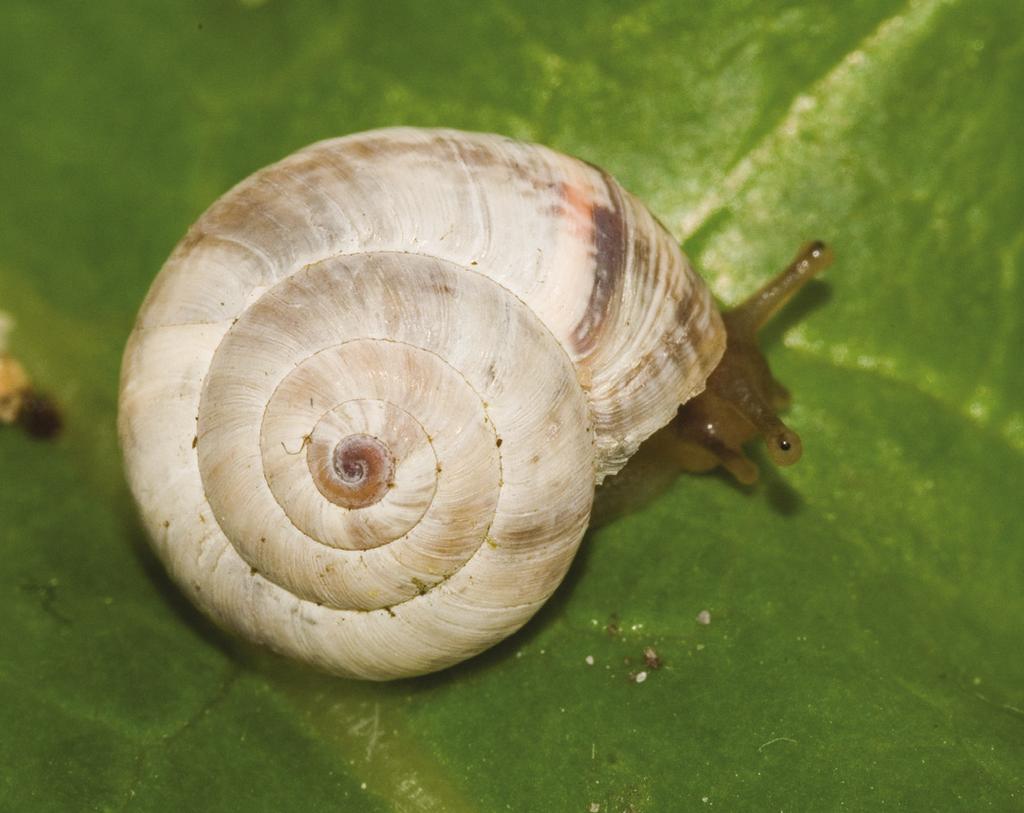 4. Cernuella aginnica. Foto/Photo Roy Kleukers.