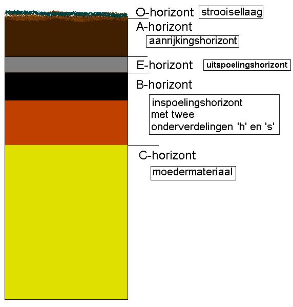 n. De E-horizont vormt zich tussen de A en de B-horizont. Het staat voor eluviatie [uit het Latijn; betekent uitwassen), oftewel uitspoeling.