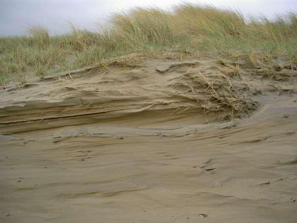 Afhankelijk van de windrichting of de windsterkte is grof of fijn zand afgezet. Het zand is afkomstig van het strand. Bij sterke wind worden grovere zandkorrels meegevoerd dan bij zwakkere wind.