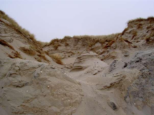 Onder invloed van begroeiing kan maagdelijke zandgrond zich door ontwikkelen tot een podzol bodem.