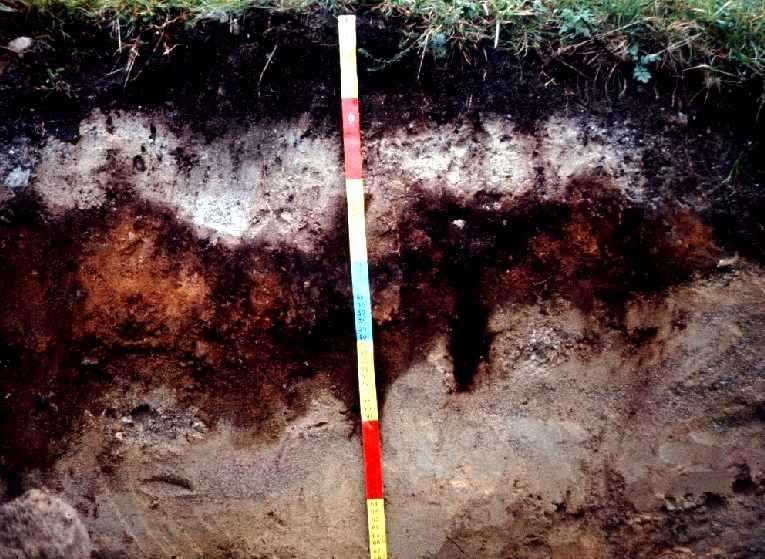 Podzolbodem Kenmerkende bodem van het zandlandschap Deze bodem ontwikkelt zijn opvallende gelaagdheid doordat mineralen met regenwater uit de bovenste lagen