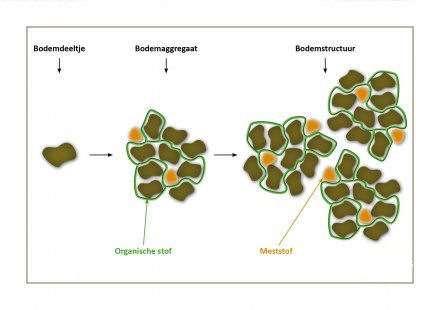 De structuur van de bodem wordt gevormd door samenhangende bodemdeeltjes die met organisch materiaal een stabiel geheel vormen. Ze worden ook wel aggregaten genoemd.