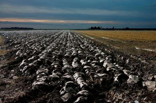 De structuur verbetert met gewassen die veel organische stof achterlaten, zoals granen of grasland. Ook groenbemesters, vaste mest en compost verbeteren de structuur.