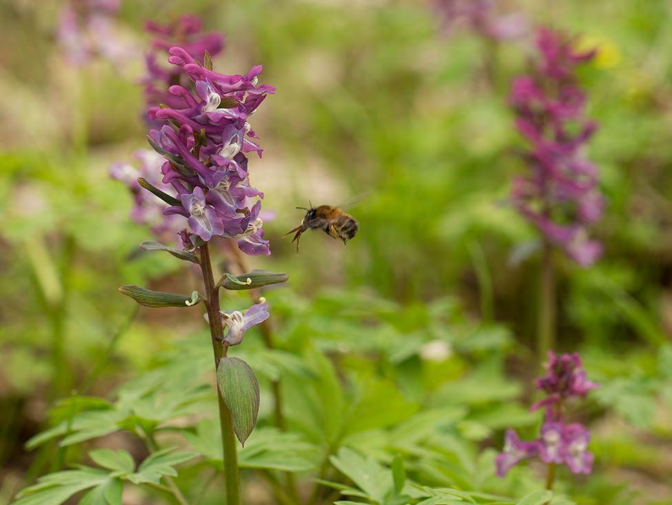 Holwortel (foto: Henny Leijtens) op het landgoed Dickninge terechtgekomen. Sindsdien heeft het plantje het landgoed centimeter voor centimeter veroverd.