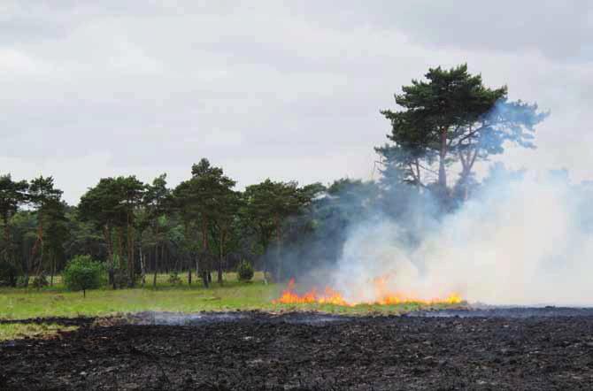 2 BOSrevue 40 Figuur 2: Brand op de Kalmthoutse Heide.