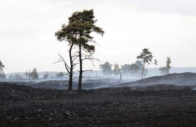 3 Figuur 3: Kalmthoutse Heide na de brand van mei 2012. ANB Dirk Bogaert gevoelige natuur- en bosgebieden.