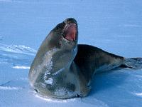 Hieronder eerst een paar plaatjes: De wetenschappelijke naam voor deze zeehond is : 208 CM De Engelse naam is : Ross Seal Hij komt voor in Antarctica in de buurt van het pakijs en met name in de