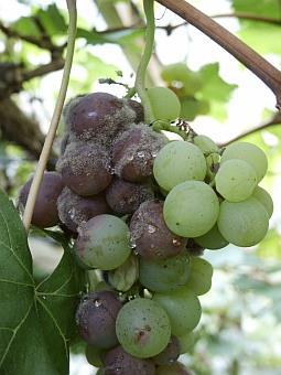 Botrytis