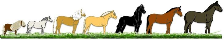 Pagina 11 van 17 Paard of Pony Het verschil tussen een pony en een paard is de hoogte van de stokmaat of schofthoogte. Voor een pony bedraagt deze maximaal 156,9 cm.
