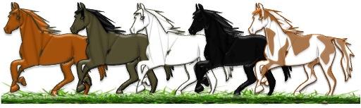 Fjord Enkele bekende paardenrassen zijn: 5. Fries 6. Koninklijk Warmbloed Paard Nederland (KWPN) 7. Groninger Kleur Paarden en pony s kunnen de volgende kleur hebben: Vos: De vacht is rood-oranje.
