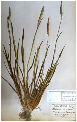DNA Analysis of Herbarium Specimens of the Grass Weed Alopecurus myosuroides Reveals Herbicide