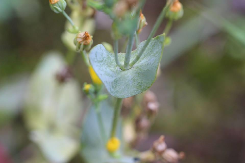 Zomerbitterling - Blackstonia perfoliata subsp.