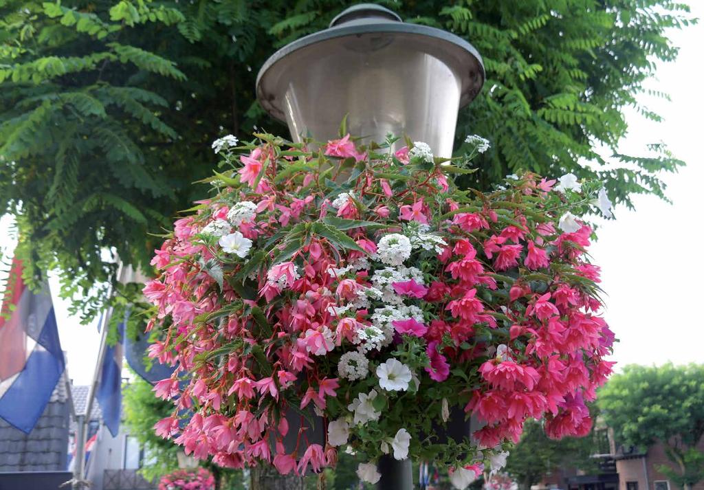 Hanging basket London Begonia Begonia s zijn bij uitstek geschikt voor locaties met wat minder zon.