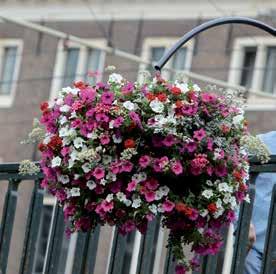 Standaard kan gekozen worden uit surfinia s in de kleuren roze-wit of