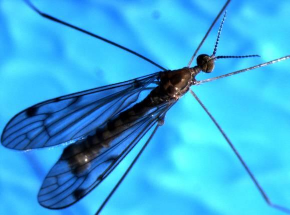 2.2 Resultaten van de identificatie In dit onderzoek zijn bij telers larven van een vijftal soorten muggen geïdentificeerd, waarvan enkele voor het eerst in Nederland.
