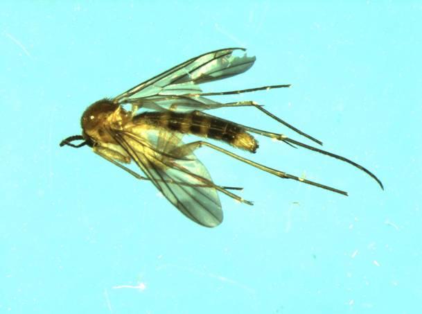 Figuren 4 en 5. Links: Lyprauta sp. (Keroplatidae) ; rechts: Leia arsona (Mycetophilidae)); Beide muggen hebben een geel achterlijf met zwarte tekening en zijn moeilijk van elkaar te onderscheiden. 2.