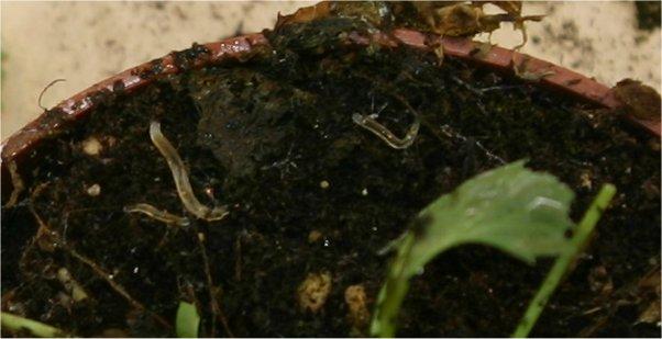 2 Inventarisatie Potworm? in de glastuinbouw Tot vijf jaar geleden werd de aanwezigheid van muggenlarven, die onder de verzamelnaam potworm worden aangeduid, niet ervaren als een plaag.