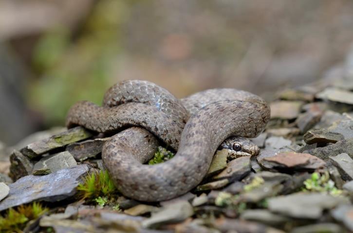 Introductie slangen in Vlaanderen