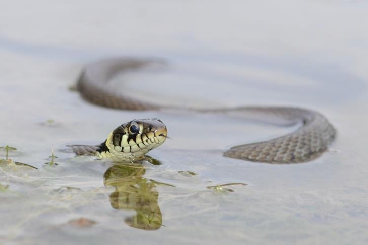 Vipera berus Gladde slang Wijd