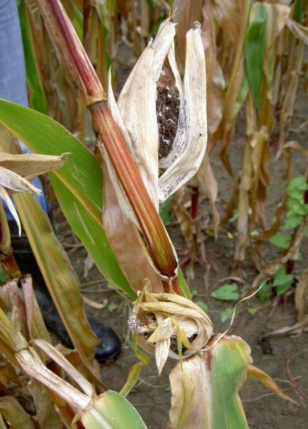 kolf ontbreekt Verstandig maïs, met zware aantasting, niet