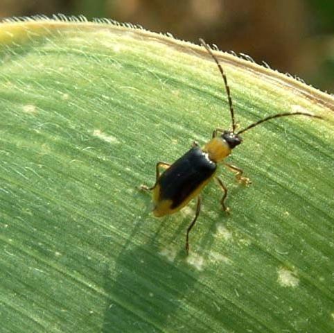 Maiswortelkever Diabrotica virgifera Zeer schadelijk Kever- legt eieren in de zomer - volgend voorjaar larven - larven vreten aan wortels - Kevers vreten