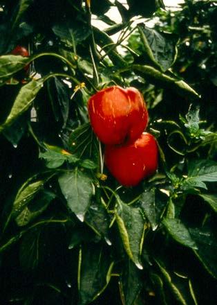 Van de tuinbouwgewassen zijn dat onder andere sla, tomaat, erwt, boon, paprika, peper, aubergine, tabak, gloxinia, lathyrus en aster, bij de