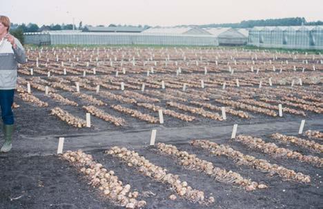 Tweehuizigheid waarbij een plant